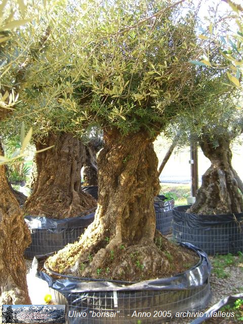 KL Cesec CV 2014.01.22 Ulivo bonsai