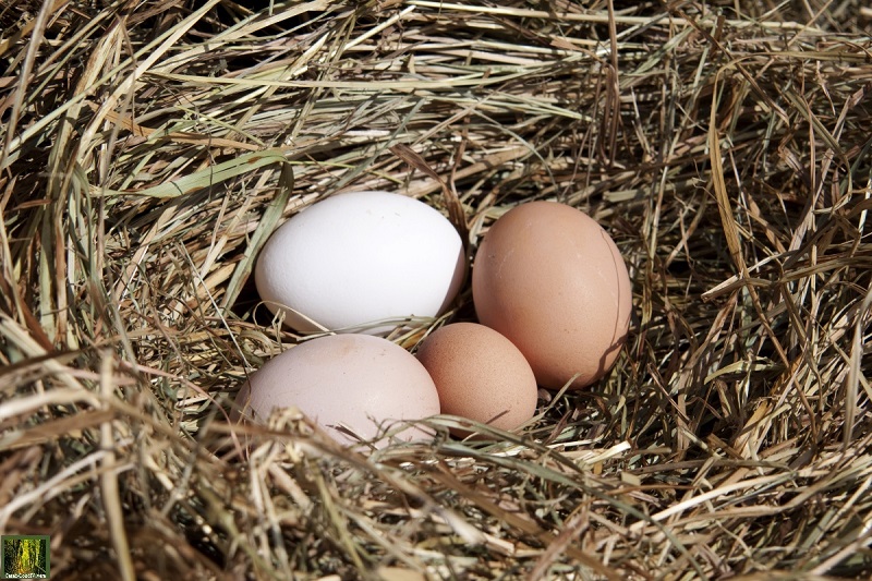 le uova nel nido
